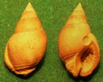 Nassarius Dumeril