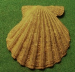 Pecten sp.