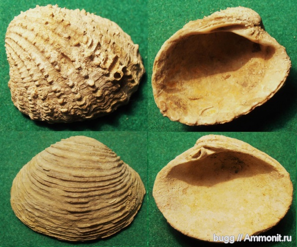 неоген, двустворки, Spondylus, Chione clausinella, Chione, Тернопольская область