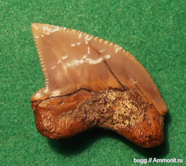 Squalicorax, зубы акул, Squalicorax kaupi, Карякино, shark teeth