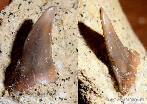 мел, маастрихт, зубы акул, Белогорск, Maastrichtian, Cretaceous, shark teeth