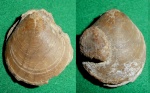 Camptonectes cottaldinus