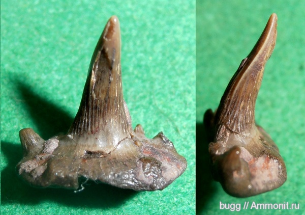 рыбы, Glikmanius, зубы рыб, Glikmanius occidentalis, fish, fish teeth