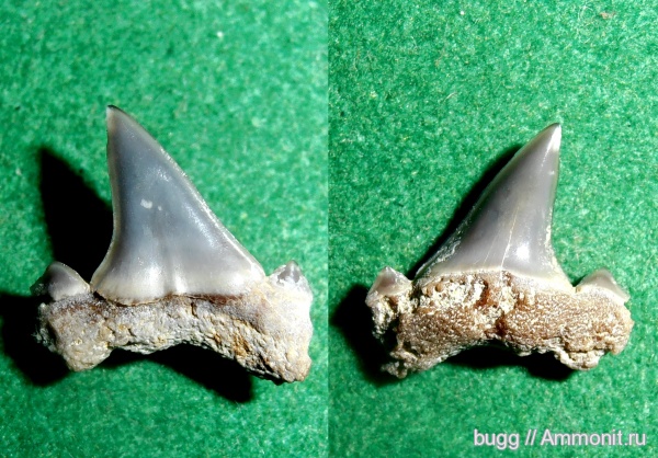 палеоген, зубы акул, Isurolamna, Белогорский район, Пролом, shark teeth