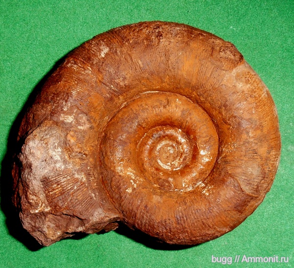 мел, Крым, баррем, Biasaloceras, нижний баррем, Верхоречье, Biasaloceras sauclum, Cretaceous