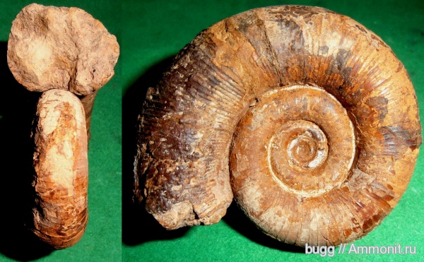 мел, Крым, баррем, Biasaloceras, нижний баррем, Biasaloceras subsequens, Biаsaloceras striatum, Cretaceous, Biаsaloceras subsequens