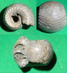 Erymnoceras