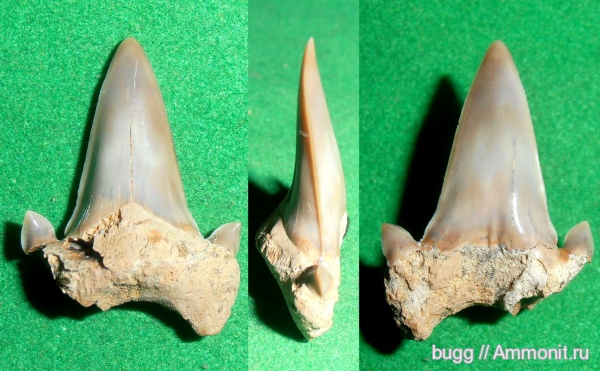 палеоген, рыбы, акулы, Крым, зубы акул, Otodus, Инкерман, fish, shark teeth, sharks