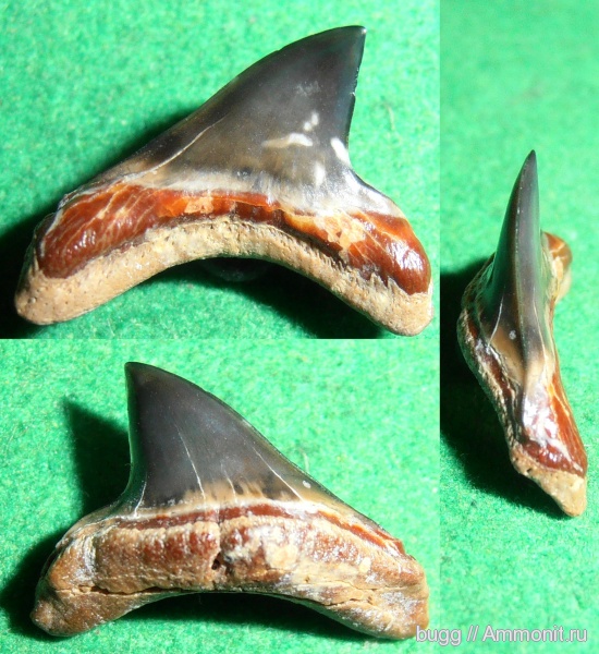 палеоген, рыбы, акулы, зубы акул, Alopias, Пролом, fish, shark teeth, sharks