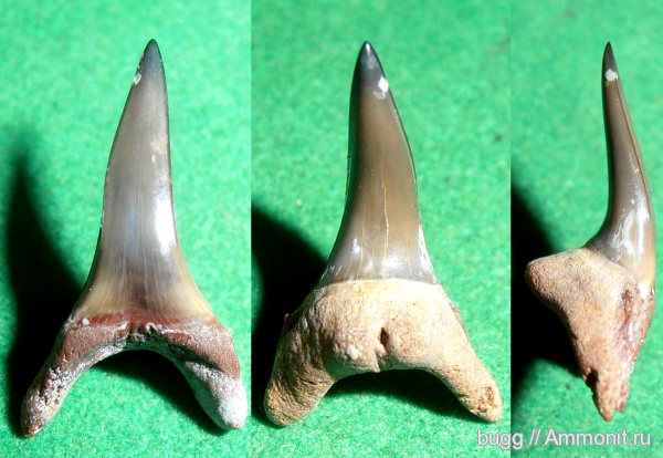 палеоген, акулы, Крым, зубы акул, Usakias, Пролом, shark teeth, sharks