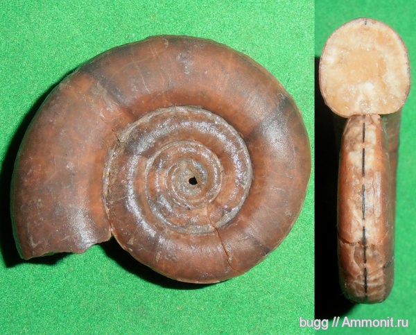 аммониты, мел, берриас, Крым, Ammonites, Protetragonites tauricus, Protetragonites, Балки, Berriasian, Cretaceous