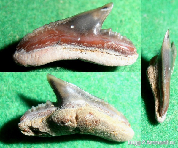 палеоген, рыбы, акулы, Крым, зубы акул, Carcharhiniformes, Пролом, fish, shark teeth, sharks