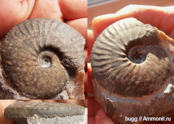 аммониты, альб, Крым, Ammonites, Anahoplites planus, Anahoplites, Albian, верхний альб