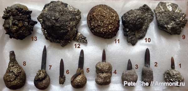 Belemnitida, Lower Cretaceous, Northern Caucasus, authigenic pyrite