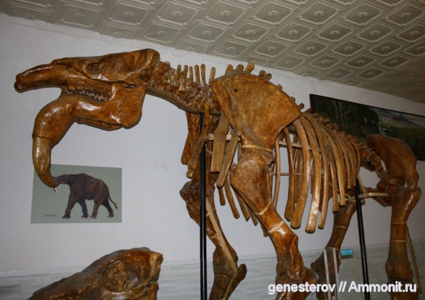 динотерии, Deinotherium, Deinotherium levius, ННПМ НАНУ