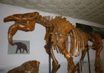 динотерий левиуса Deinotherium levius