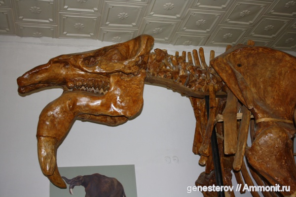 динотерии, Deinotherium, Deinotherium levius, ННПМ НАНУ