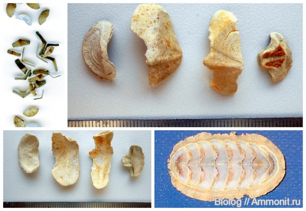 эоцен, Днепропетровск, Рыбальский карьер, приабон, Polyplacophora, хитоны