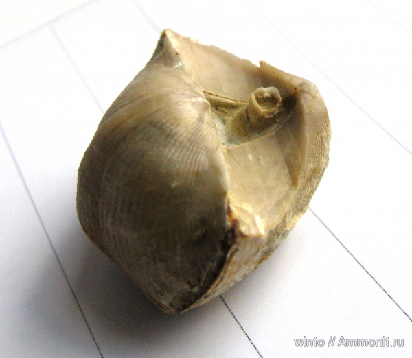 Spiriferida, ножки брахиопод, brachiopod pedicle