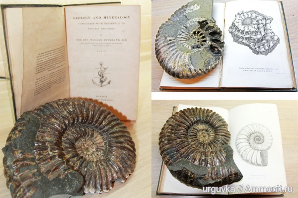 аммониты, мел, головоногие моллюски, мезозойская эра, Ammonites, р. Курджипс, Cretaceous