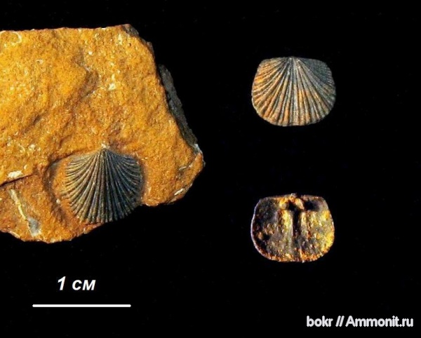 брахиоподы, ордовик, Ленинградская область, Orthida, paucicrura, Ordovician