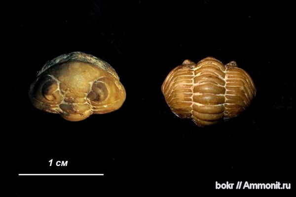 трилобиты, ордовик, Ленинградская область, Estoniops, Phacopida, Estoniops bekkeri, Pterygometopidae, Ordovician