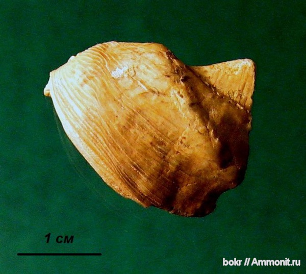 девон, Devonian, Ленинградская область, bivalvia, pskovia, pskovia rostrata