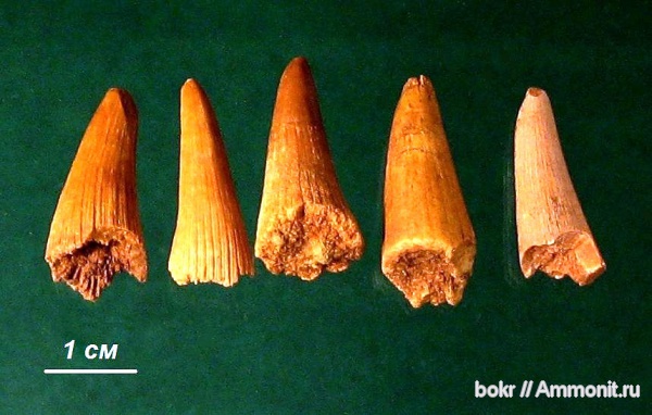 девон, Devonian, Ленинградская область, Placoderma, Glyptolepis