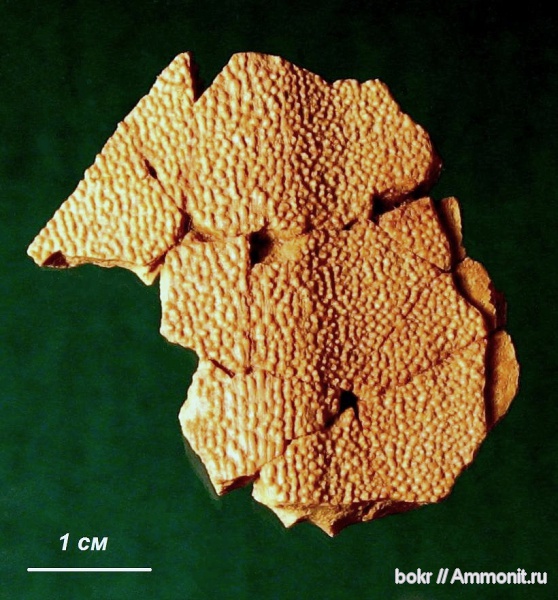 девон, Devonian, Ленинградская область, Placoderma, Asterolepis