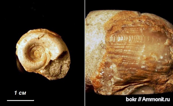 ордовик, Ленинградская область, Gastropoda, kokenospira, Ordovician