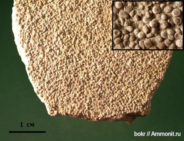 девон, Devonian, umbellaceae