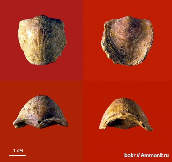 Devonian, brachiopoda, Atrypidae, Variatrypa tanaica, Орловская область, Variatrypa