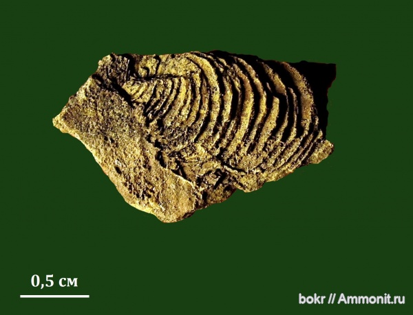 девон, Devonian, bivalvia, Новосибирская область, leptodesma