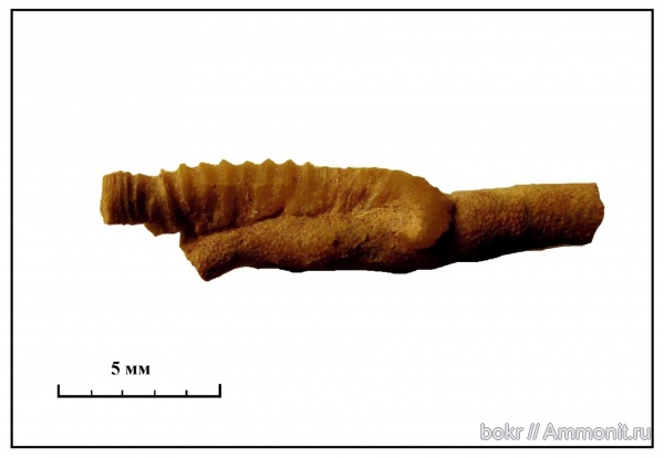 ордовик, Ленинградская область, Bryozoa, Cornulites