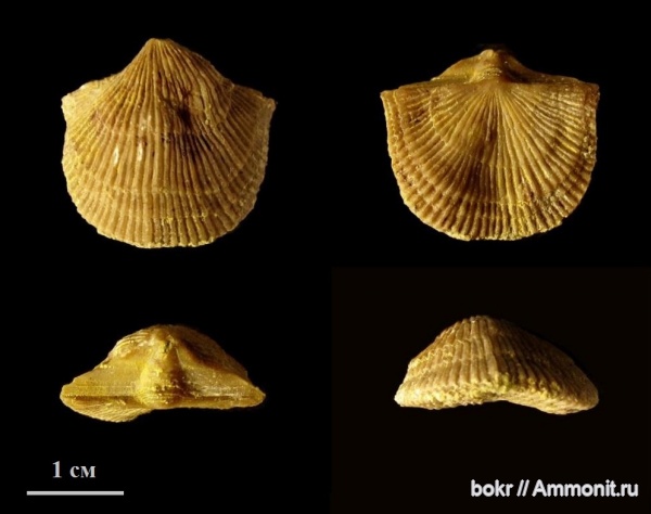 ордовик, Ленинградская область, brachiopoda, Vellamo, Billingsellida, Clitambonitidae, Vellamo wesenbergensis