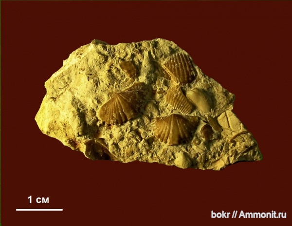 девон, brachiopoda, Новгородская область, spiriferidae, mucrospirifer tichomirovi