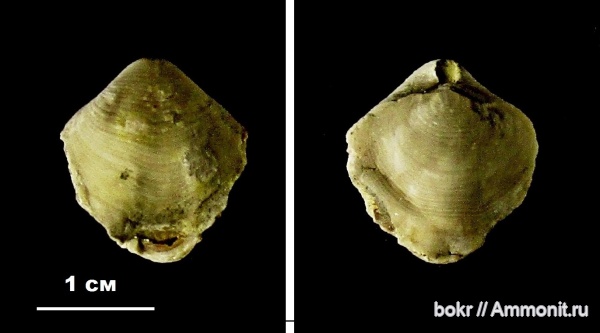 Devonian, Athyris, brachiopoda