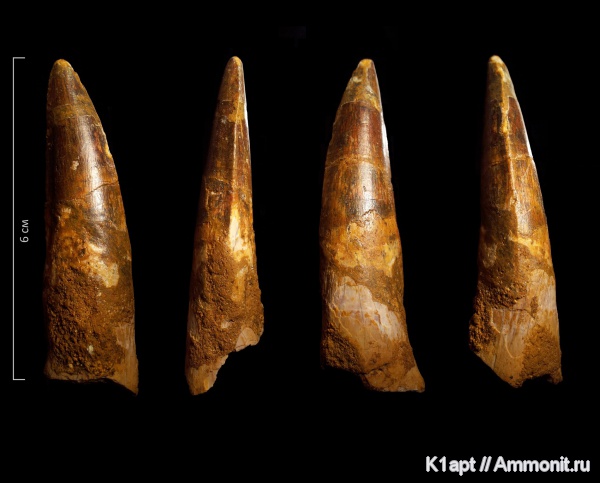 рептилии, динозавры, мел, альб, сеноман, Spinosaurus aegyptiacus, Spinosaurus, Albian, Cenomanian, Cretaceous