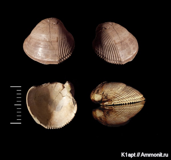 мел, двустворчатые моллюски, нижний мел, апт, Cardiidae, Protocardia, Protocardia concinna, нижний апт, Aptian, Cretaceous, Lower Cretaceous