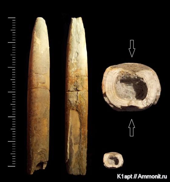 белемниты, ростры, апт, Саратовская область, нижний апт, Aptian, belemnites