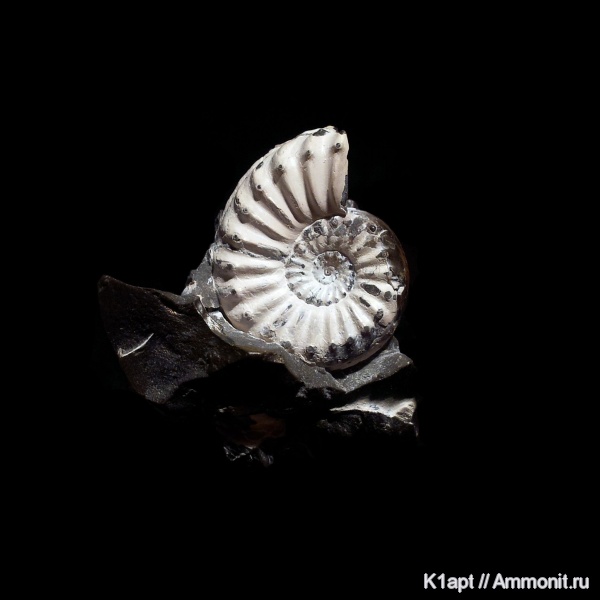 аммониты, юра, Германия, плинсбах, нижняя юра, Pleuroceras, Ammonites, Pleuroceras spinatum, Amaltheidae, плинсбахский ярус, ранняя юра, верхний плинсбах, Pliensbachian, Jurassic, Lower Jurassic