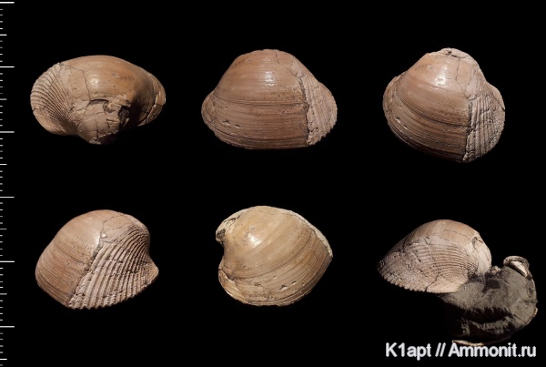 мел, двустворчатые моллюски, нижний мел, апт, Cardiidae, Protocardia, Protocardia concinna, нижний апт, Aptian, Cretaceous, Lower Cretaceous