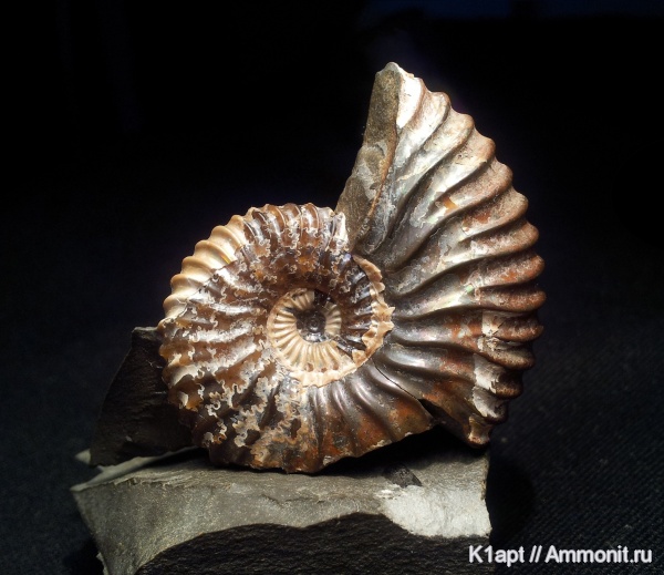 аммониты, мел, Deshayesites, апт, Deshayesites deshayesi, Ammonites, нижний апт, Deshayesitidae, Aptian, Cretaceous