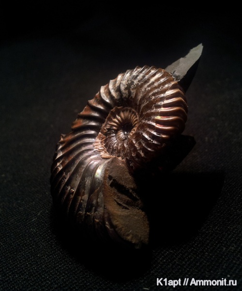 аммониты, мел, Deshayesites, апт, Deshayesites deshayesi, Ammonites, нижний апт, Deshayesitidae, Aptian, Cretaceous