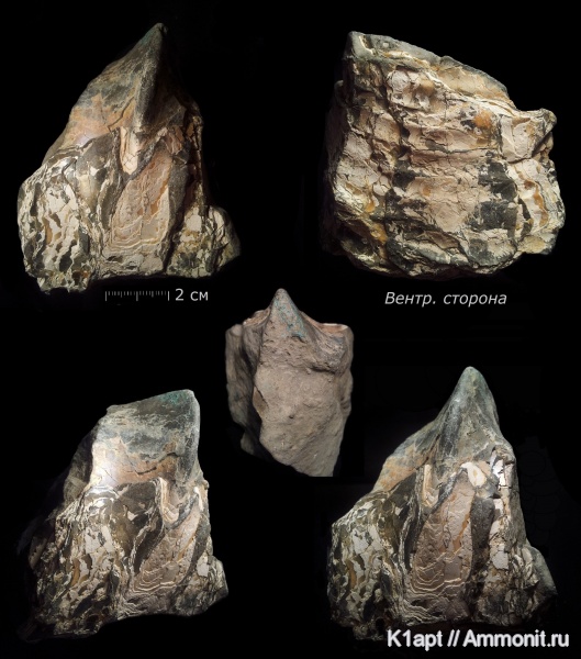 аммониты, мел, гетероморфные аммониты, нижний мел, апт, Ammonites, нижний апт, Tropaeum, Ancyloceratidae, Aptian, Cretaceous, Lower Cretaceous, heteromorph ammonites