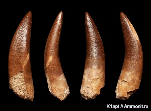 рептилии, мел, зубы, плезиозавры, Марокко, морские рептилии, маастрихт, верхний мел, Elasmosauridae, зубы рептилий, Plesiosaurus mauritanicus, Zarafasaura oceanis, Zarafasaura, Maastrichtian, Cretaceous, Upper Cretaceous, teeth