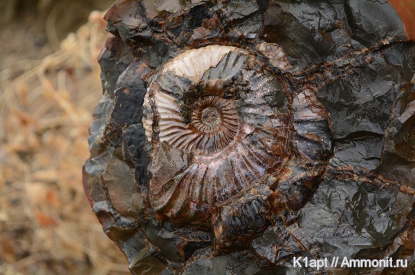 аммониты, мел, макроконхи, Deshayesites, апт, Ammonites, нижний апт, Deshayesitidae, Aptian, Cretaceous