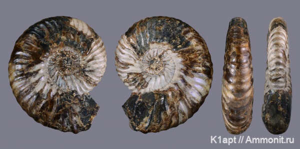 аммониты, мел, Deshayesites, апт, Ammonites, нижний апт, Aptian, Cretaceous, Deshayesites bodei