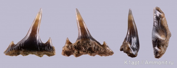 мел, акулы, нижний мел, апт, зубы акул, Synechodus, нижний апт, Aptian, Cretaceous, Lower Cretaceous, shark teeth, sharks