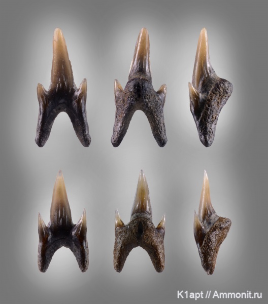 мел, акулы, нижний мел, апт, зубы акул, Protolamna, нижний апт, Aptian, Cretaceous, Lower Cretaceous, shark teeth, sharks, Pseudoscapanorhynchidae, Protolamna sokolowi